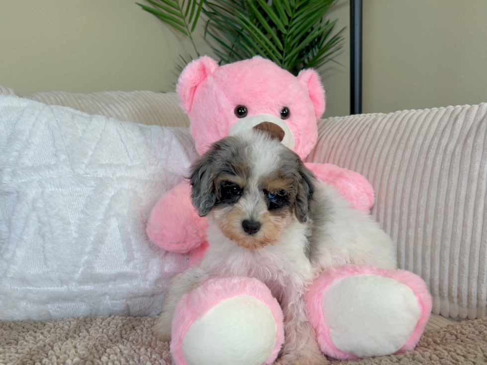 Cute Cavapoo Poodle Mix Pup