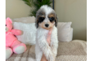 Cute Cavalier King Charles Spaniel and Poodle Mix Poodle Mix Puppy