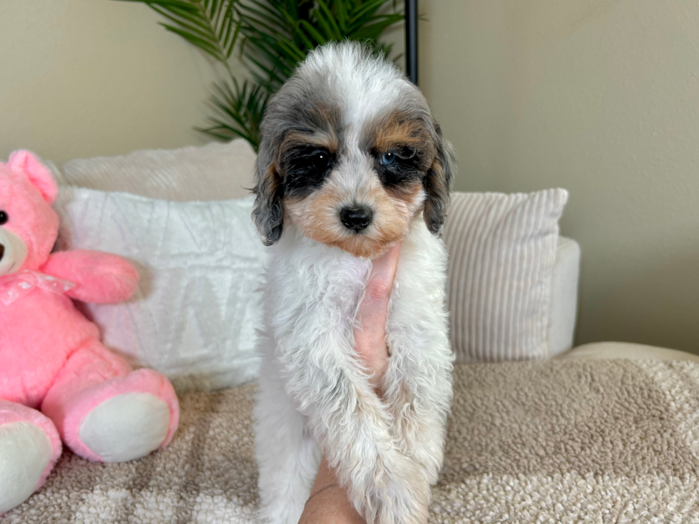Cute Cavalier King Charles Spaniel and Poodle Mix Poodle Mix Puppy