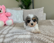 10 week old Cavapoo Puppy For Sale - Lone Star Pups