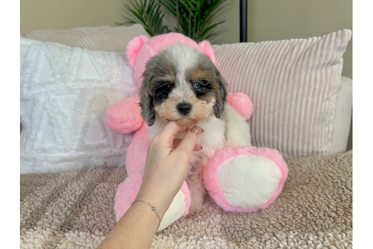 Cute Cavapoo Poodle Mix Pup