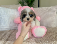 11 week old Cavapoo Puppy For Sale - Lone Star Pups