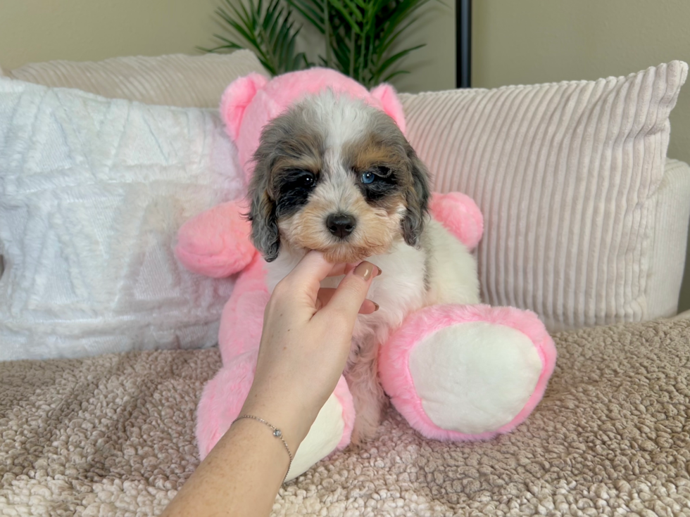 Cute Cavapoo Poodle Mix Pup
