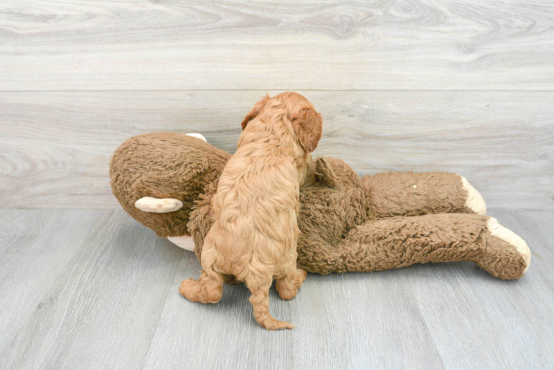 Meet Luke - our Cavapoo Puppy Photo 2/3 - Lone Star Pups