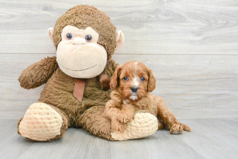 Meet Luke - our Cavapoo Puppy Photo 3/3 - Lone Star Pups