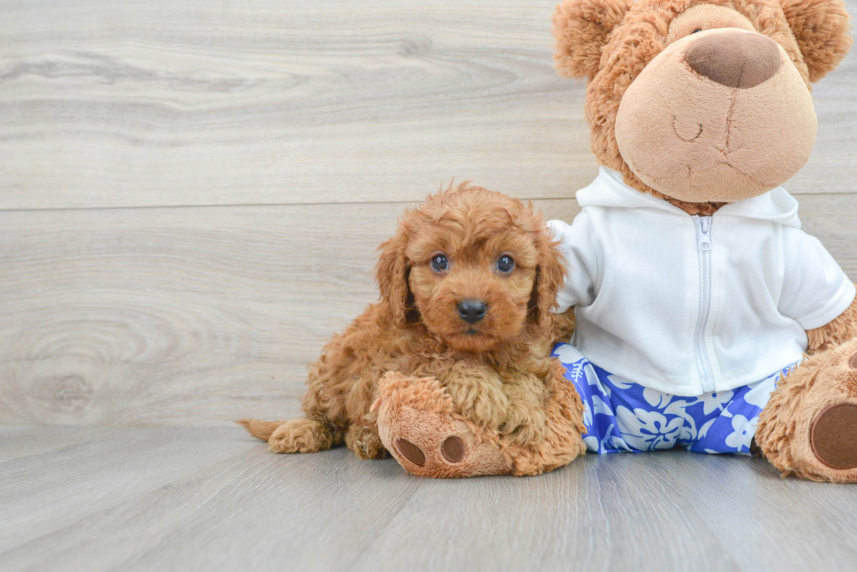 Cavapoo Puppy for Adoption