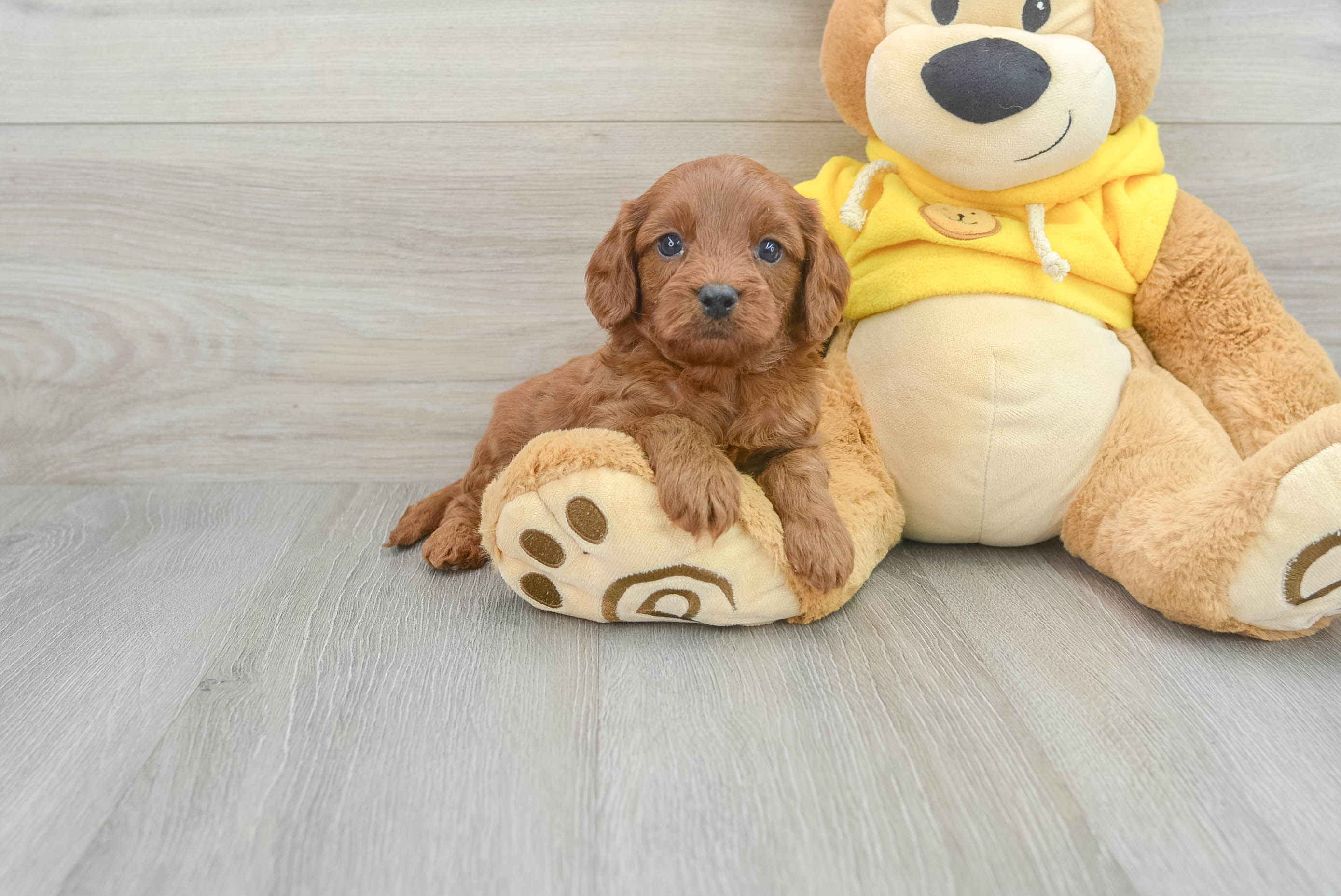 Happy Cavapoo Baby