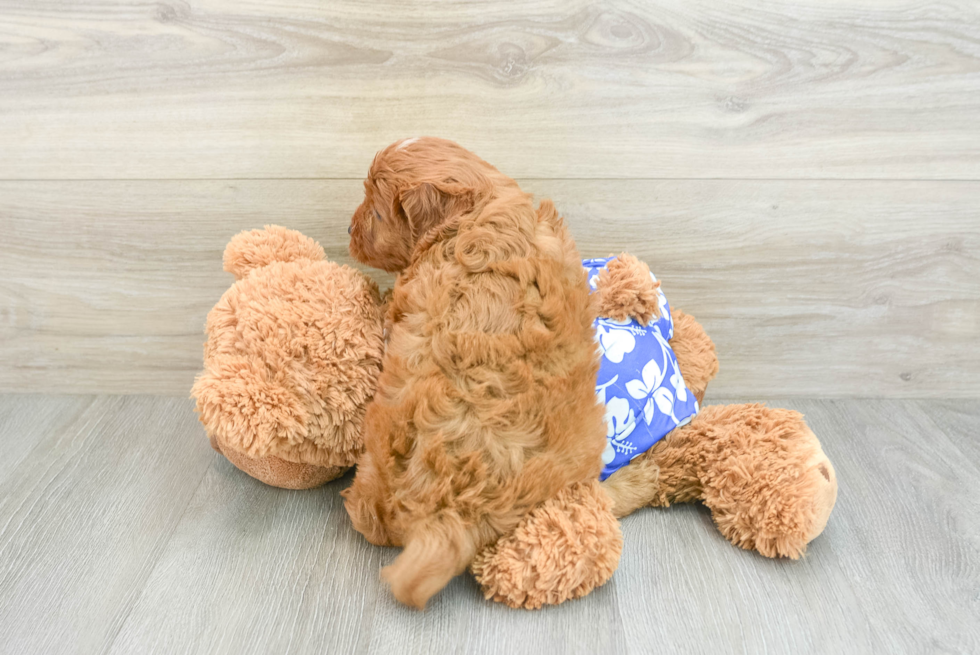 Friendly Cavapoo Baby