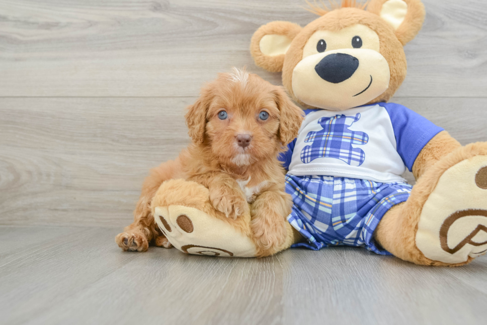 Cavapoo Pup Being Cute