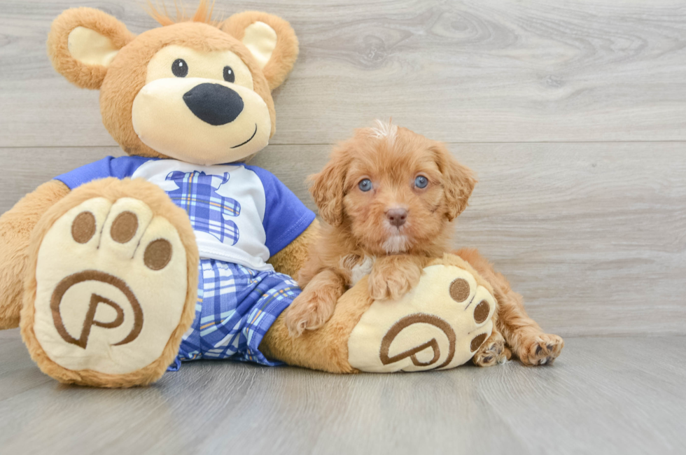 6 week old Cavapoo Puppy For Sale - Lone Star Pups