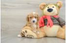 Smart Cavapoo Poodle Mix Pup