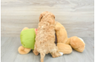 Cute Cavapoo Baby