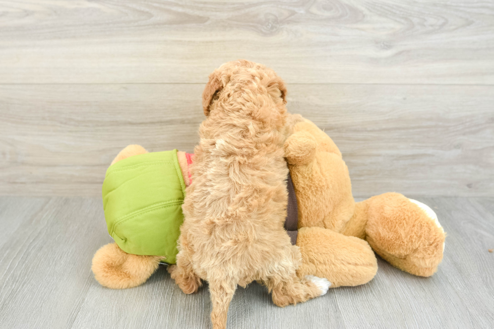 Cute Cavapoo Baby