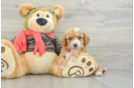 Friendly Cavapoo Baby