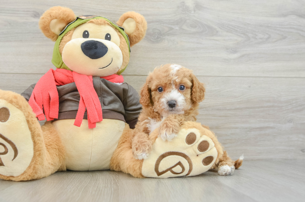 6 week old Cavapoo Puppy For Sale - Lone Star Pups