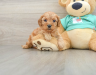 8 week old Cavapoo Puppy For Sale - Lone Star Pups