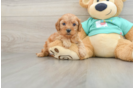 Cavapoo Pup Being Cute