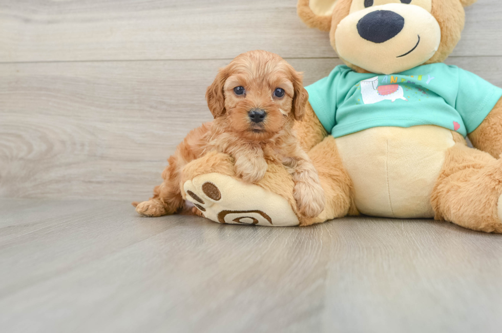 6 week old Cavapoo Puppy For Sale - Lone Star Pups