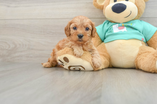 Cavapoo Pup Being Cute