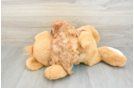 Cavapoo Pup Being Cute