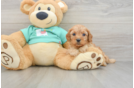 Cavapoo Pup Being Cute