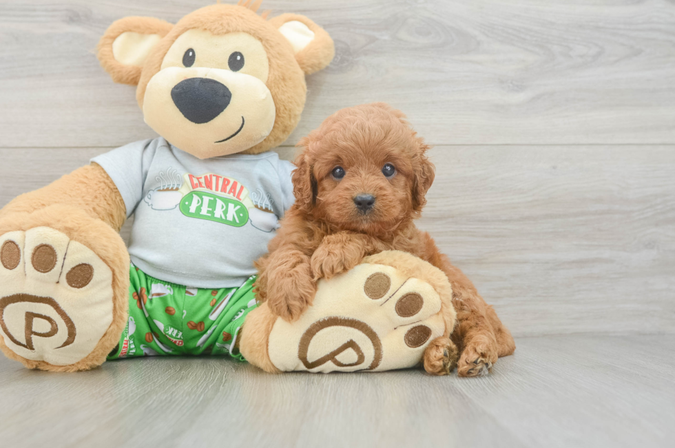 7 week old Cavapoo Puppy For Sale - Lone Star Pups