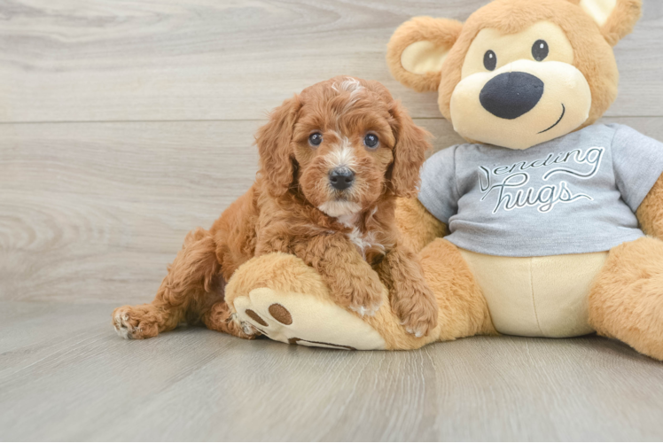 Cavapoo Puppy for Adoption
