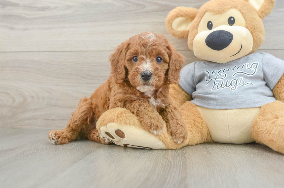 5 week old Cavapoo Puppy For Sale - Lone Star Pups
