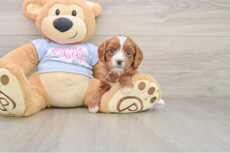 Cavapoo Pup Being Cute