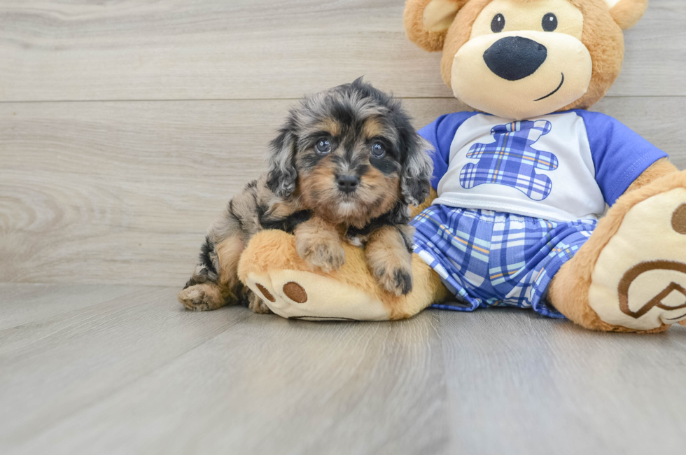 6 week old Cavapoo Puppy For Sale - Lone Star Pups