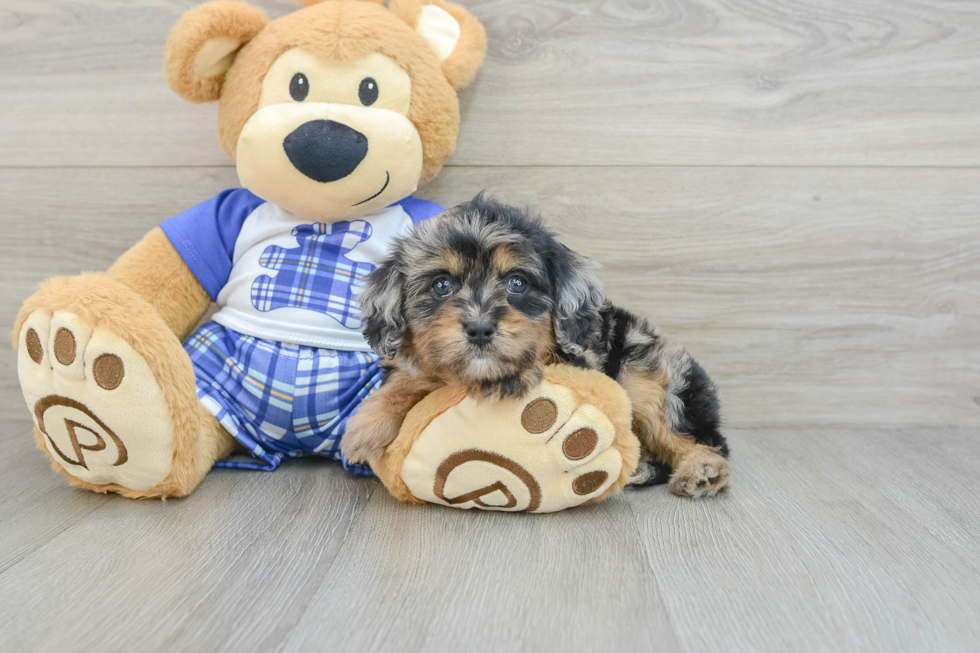 Petite Cavapoo Poodle Mix Pup