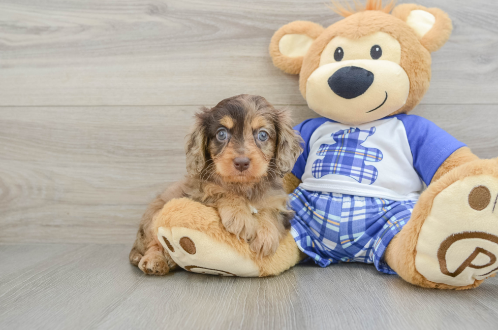 6 week old Cavapoo Puppy For Sale - Lone Star Pups