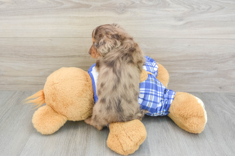 Small Cavapoo Baby