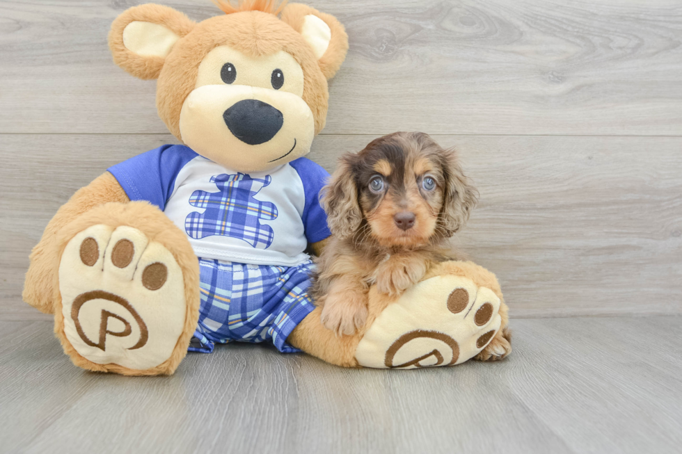 Best Cavapoo Baby