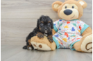 Smart Cavapoo Poodle Mix Pup