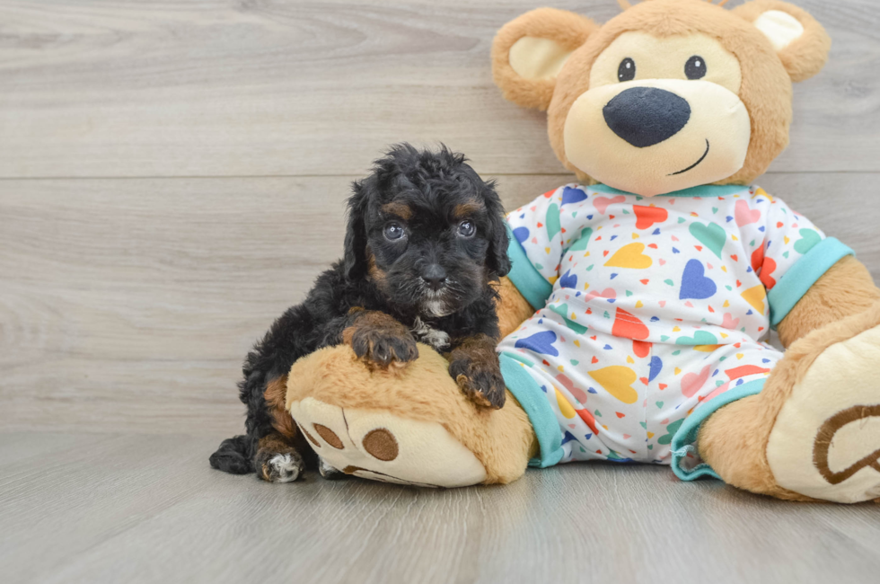 7 week old Cavapoo Puppy For Sale - Lone Star Pups