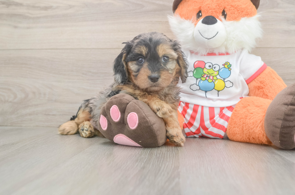 6 week old Cavapoo Puppy For Sale - Lone Star Pups