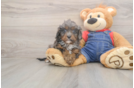 Cavapoo Pup Being Cute