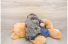 Hypoallergenic Cavadoodle Poodle Mix Puppy