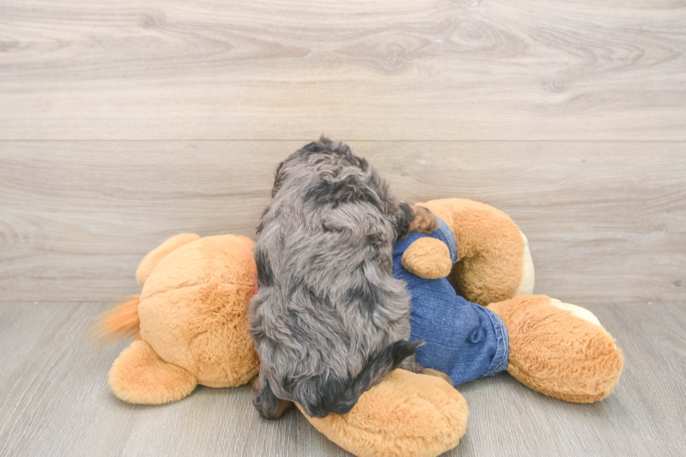 Hypoallergenic Cavadoodle Poodle Mix Puppy