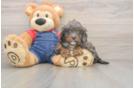 Smart Cavapoo Poodle Mix Pup