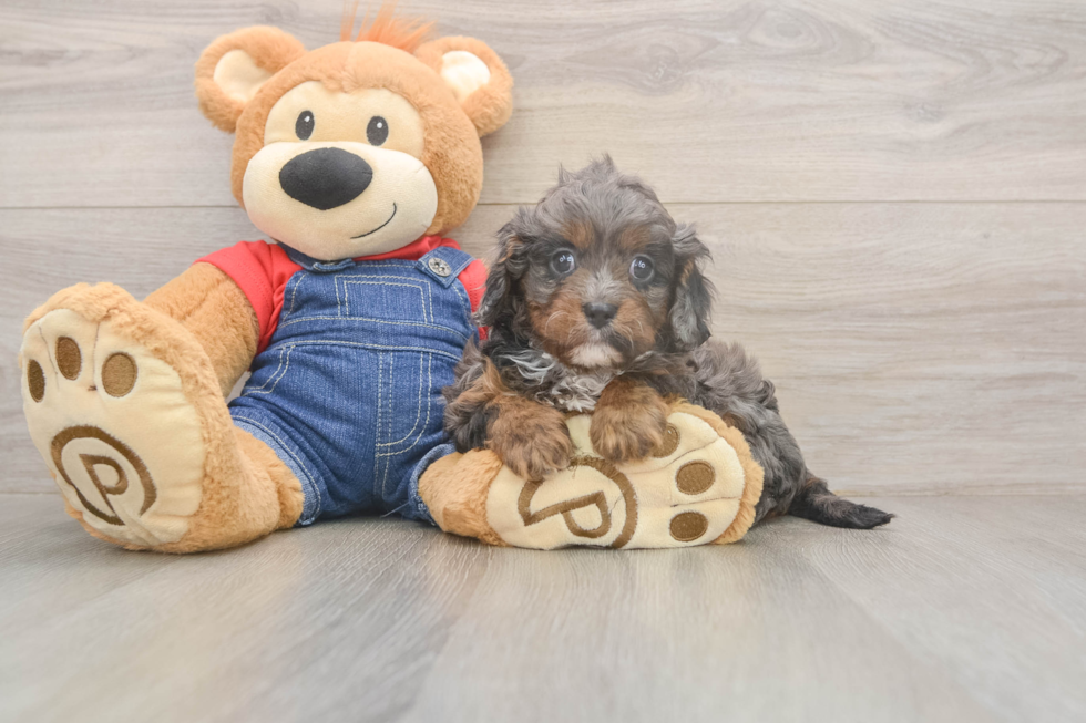Smart Cavapoo Poodle Mix Pup