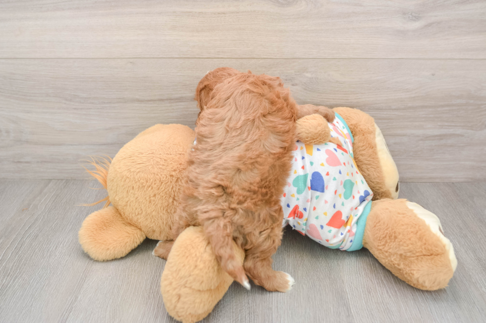 Playful Cavapoodle Poodle Mix Puppy