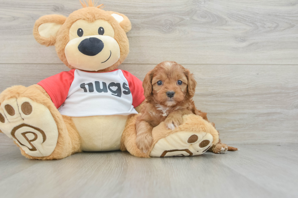 7 week old Cavapoo Puppy For Sale - Lone Star Pups