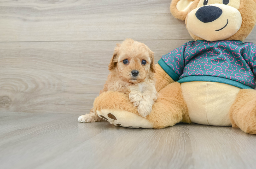 6 week old Cavapoo Puppy For Sale - Lone Star Pups