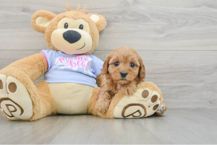 Cavapoo Puppy for Adoption