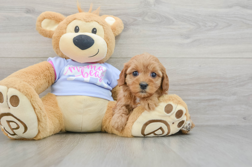 5 week old Cavapoo Puppy For Sale - Lone Star Pups