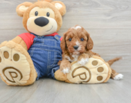 8 week old Cavapoo Puppy For Sale - Lone Star Pups