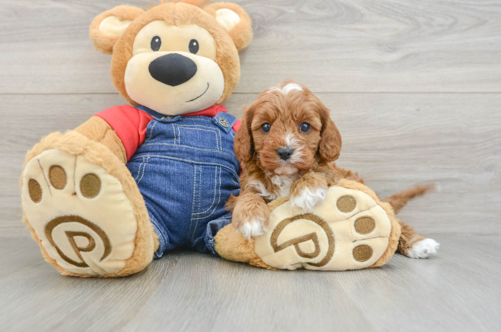 5 week old Cavapoo Puppy For Sale - Lone Star Pups