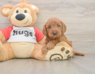 8 week old Cavapoo Puppy For Sale - Lone Star Pups